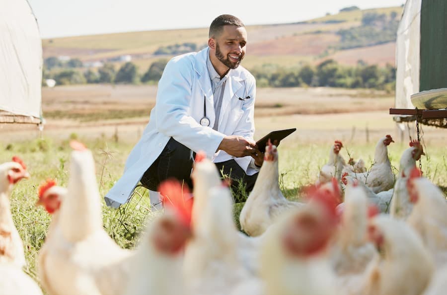 Homem veterinário visita local de criação de galinhas